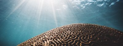 cerveau - apprendre vocabulaire