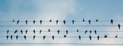 oiseaux sur fil - comprendre écriture du prof au tableau