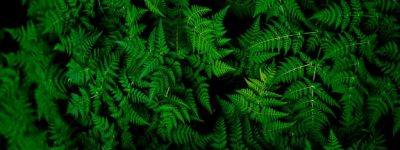 forêt - se perdre dans la masse d'infos
